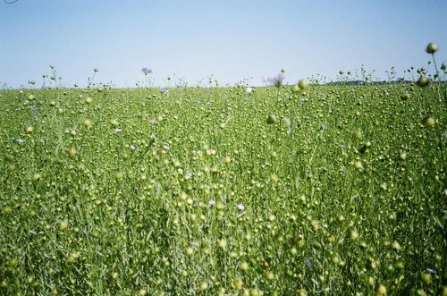 Close-up photo of a field of flax, with small blue flowers blooming on some of the plants.