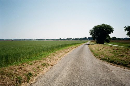A large field of flax stretching off towards the horizon by the side of the road