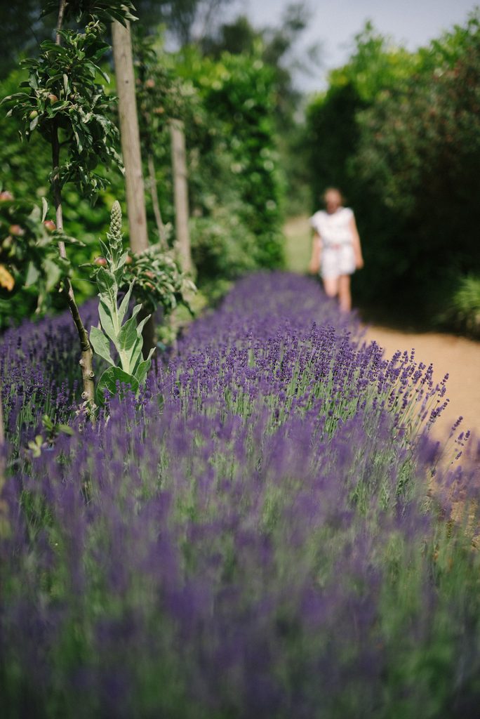 A lavender bed in full bloom, with apple trees behind.