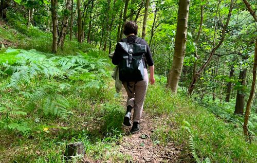 An adult walking along a narrow trail on a gentle hillside, with trees and ferns growing quite densely all around.